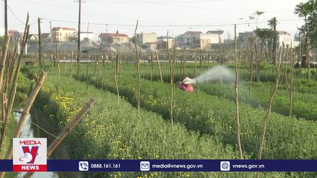 Nông dân Quảng Bình chăm lo cho vụ hoa Tết