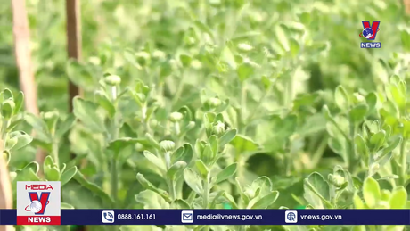 Bản tin thời sự 13h ngày 15/01/2024