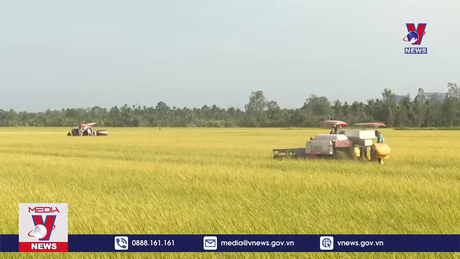 Nông dân Sóc Trăng thu hoạch lúa Đông Xuân chính vụ được giá cao 