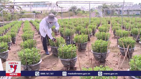 Làng hoa lớn nhất Tiền Giang tất bật vào vụ Tết