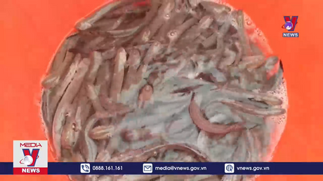 Cá kèo tăng giá dịp cận Tết