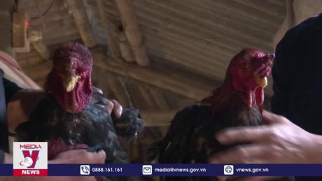 Hưng Yên bảo tồn và phát triển giống gà Đông Tảo