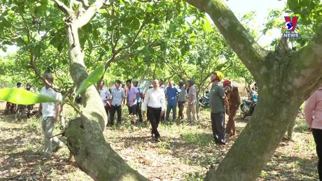 Khoa học & Công nghệ: Sản xuất thâm canh điều bền vững theo mô hình mẫu