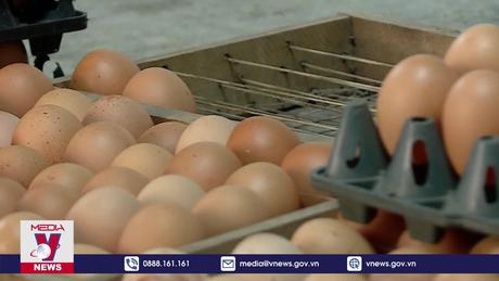 Xuất khẩu trứng gia cầm chỉ chiếm khoảng 1%