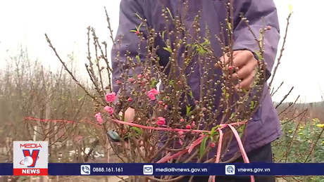 Đào cành nở sớm giá rẻ