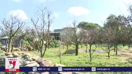 Thủ phủ mai vàng Kỳ Nam, Hà Tĩnh rộn ràng vào vụ Tết