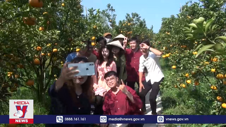 Nhiều vườn quýt hồng Lai Vung rộn ràng đón khách tham quan