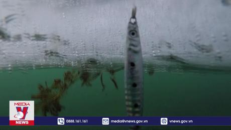 Hơn 1 triệu du khách đến lễ hội câu cá trên băng tại Hàn Quốc