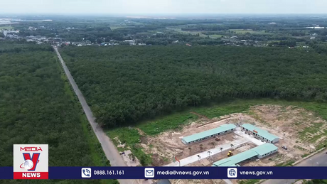 Chậm cưa cắt cao su phục vụ cao tốc Biên Hòa – Vũng Tàu