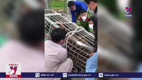 Quảng Trị bắt giữ vụ vận chuyển hổ trái phép