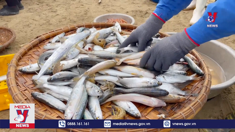 Ngư dân Thanh Hóa trúng lộc biển đầu năm