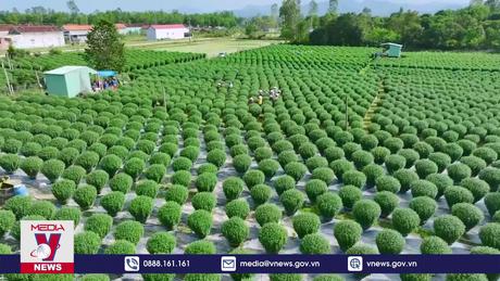 Rộn ràng vụ hoa cúc tết