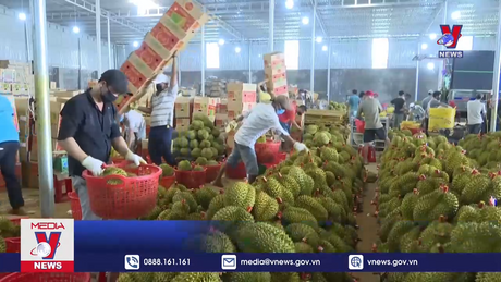 EU kiểm tra thuốc trừ sâu trên sầu riêng VN