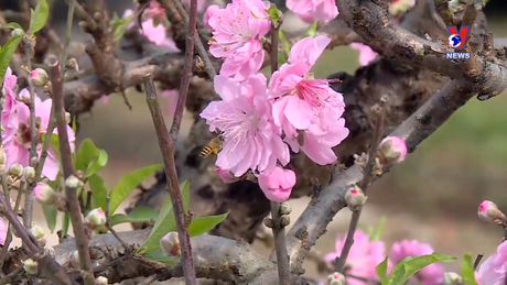 Điểm hẹn Hà Nội: Quảng bá sản phẩm OCOP và phát triển du lịch của huyện Phúc Thọ và Lưu giữ cổ phục áo dài gấm.