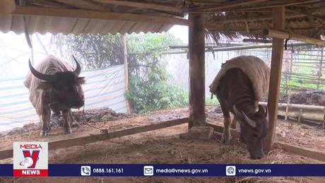 Người dân vùng cao Điện Biên gồng mình phòng chống rét