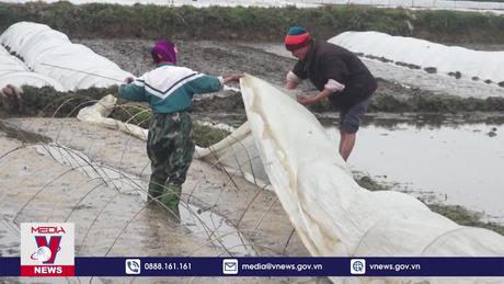 Khuyến cáo phòng chống rét đậm, rét hại cho cây trồng kịp thời