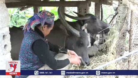 Lai Châu chống rét cho đàn gia súc