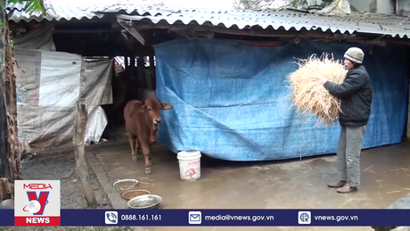 Ninh Bình tích cực chống rét cho cây trồng và vật nuôi