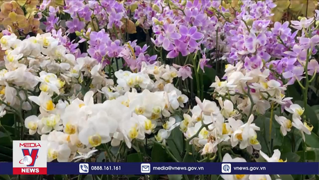 Tết đến sớm ở chợ đầu mối hoa tươi lớn nhất Thủ đô