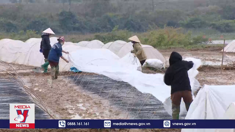 Khẩn trương chống rét cho mạ vụ Xuân