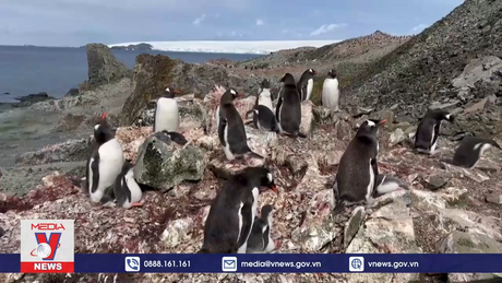 Biến đổi khí hậu ảnh hưởng đến chim cánh cụt ở Nam Cực