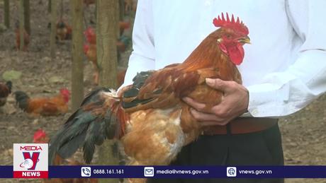  “Gà đồi Phú Bình” vào vụ Tết 