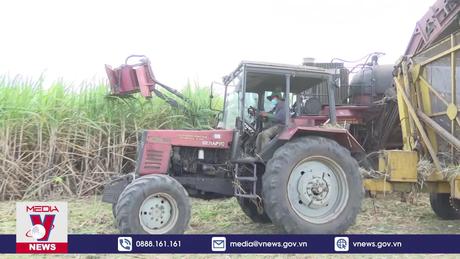 Cánh đồng mía lớn làm thay đổi cuộc sống của người Ba Na