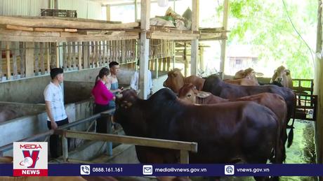 Sơn La nhiều biện pháp chống đói, rét cho đàn vật nuôi