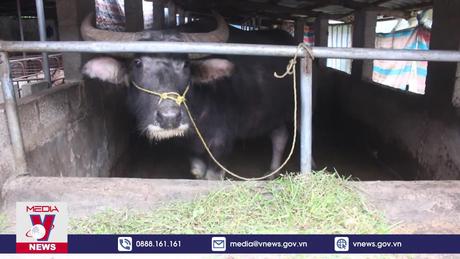 Hơn 40 con gia súc bị chết do rét đậm, rét hại ở Cao Bằng