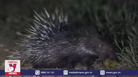 Trải nghiệm tour ngắm thú đêm