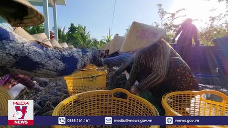 Xuất khẩu tôm có thể phục hồi