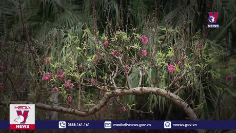 Bản tin thời sự 6h ngày 26/01/2024