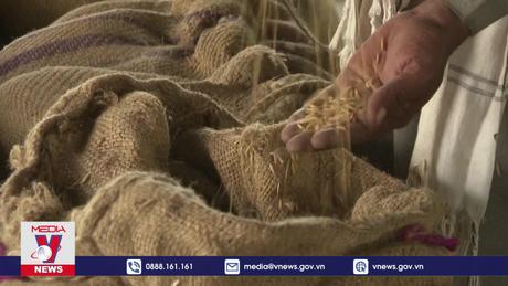 Giá gạo xuất khẩu của Ấn Độ tăng lên mức cao kỷ lục