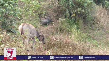 Cùng gia súc “hạ sơn” đón tết