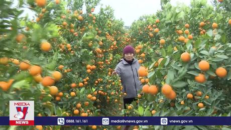 Thăm vùng trồng hoa lớn nhất tỉnh Quảng Ninh