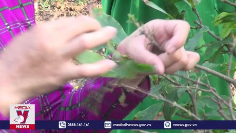 Làng Mai vàng Phước Định rộn ràng đón Xuân