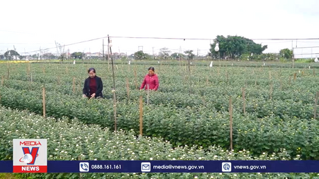 Làng hoa cây cảnh sẵn sàng phục vụ Tết 