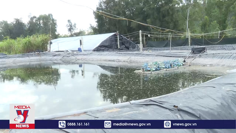 Nhiều bể nuôi tôm trái phép tại khu vực ven biển Thanh Hóa