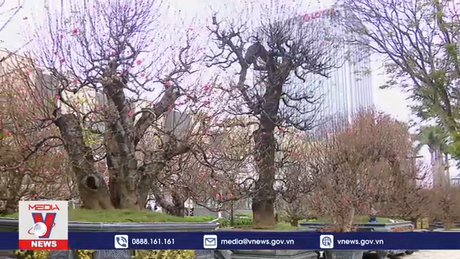 Đào Tết xuống phố Hà Nội