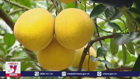 Mùa vàng bưởi Diễn vào Tết