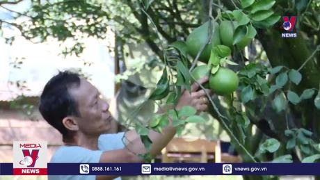 Người trồng bưởi Tân Triều thấp thỏm vụ Tết 