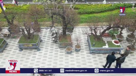 Đào huyền Nhật Tân hút khách 