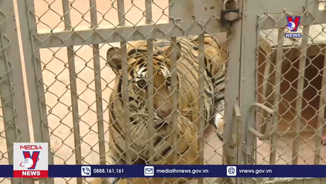 Chưa có cá thể nào chết rét tại vườn thú Hà Nội 