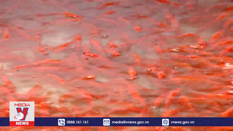 Làng nghề cá Chép đỏ tất bật vào vụ Tết