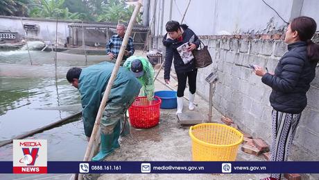 Người nuôi cá chép đỏ Nam Định tất bật ngày Tết ông Công, ông Táo