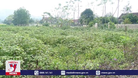 Khó khăn trong phát triển vùng nguyên liệu cây gai xanh