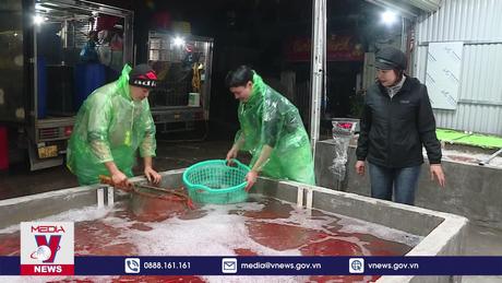 Cá Chép cúng ông Công ông Táo giá rẻ nhưng bán chậm