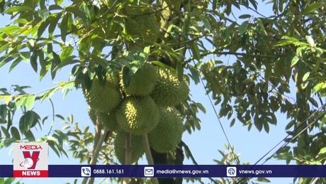 Sầu riêng Tiền Giang đạt giá cao kỷ lục