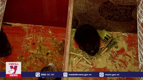 Thêm sinh kế mới cho đồng bào vùng cao ở Nghệ An