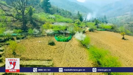 Vùng cao Mù Cang Chải đổi mới tư duy làm Nông nghiệp